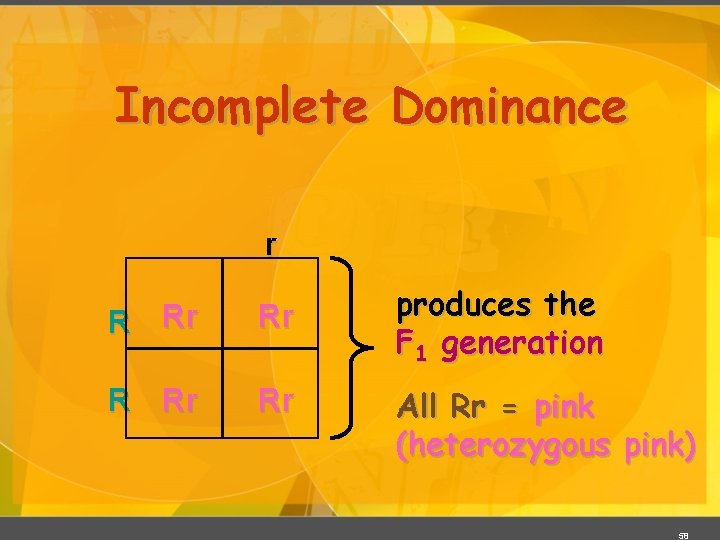 Incomplete Dominance r R Rr Rr produces the F 1 generation All Rr =