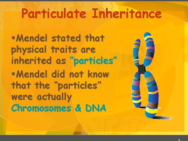 Particulate Inheritance §Mendel stated that physical traits are inherited as “particles” §Mendel did not