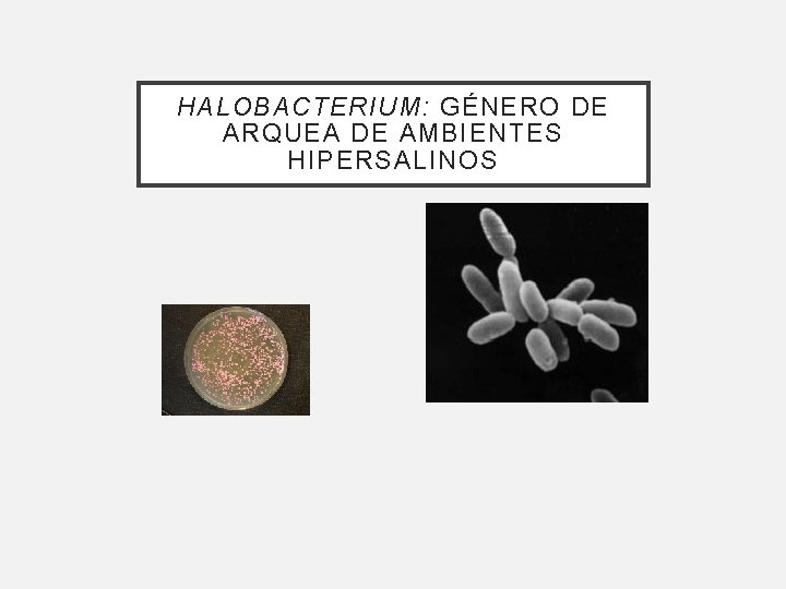 HALOBACTERIUM: GÉNERO DE ARQUEA DE AMBIENTES HIPERSALINOS HALOBACTERIUM: GÉNERO DE ARQUEA DE AMBIENTES HIPERSALINOS
