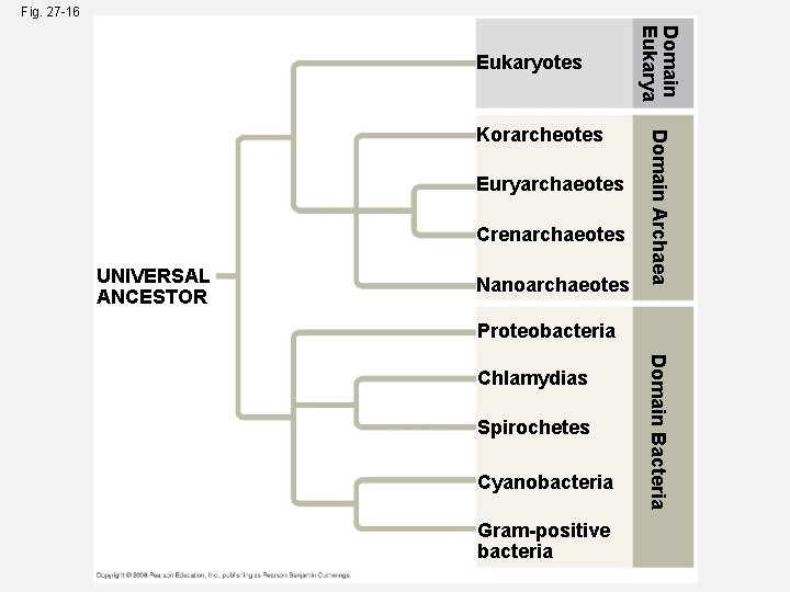 Fig. 27 -16 Euryarchaeotes Crenarchaeotes UNIVERSAL ANCESTOR Nanoarchaeotes Domain Archaea Korarcheotes Domain Eukarya Eukaryotes Fig. 27 -16 Euryarchaeotes Crenarchaeotes UNIVERSAL ANCESTOR Nanoarchaeotes Domain Archaea Korarcheotes Domain Eukarya Eukaryotes