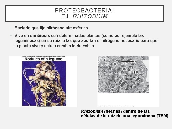 PROTEOBACTERIA: EJ. RHIZOBIUM • Bacteria que fija nitrógeno atmosférico. • Vive en simbiosis con PROTEOBACTERIA: EJ. RHIZOBIUM • Bacteria que fija nitrógeno atmosférico. • Vive en simbiosis con
