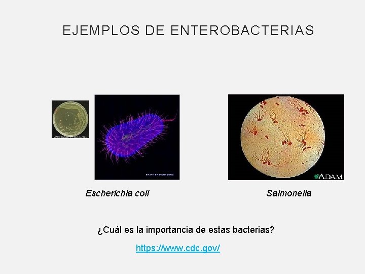 EJEMPLOS DE ENTEROBACTERIAS Escherichia coli Salmonella ¿Cuál es la importancia de estas bacterias? https: EJEMPLOS DE ENTEROBACTERIAS Escherichia coli Salmonella ¿Cuál es la importancia de estas bacterias? https: