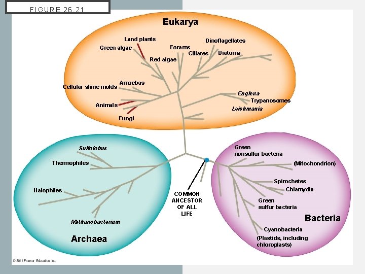 FIGURE 26. 21 Eukarya Land plants Green algae Cellular slime molds Dinoflagellates Forams Ciliates FIGURE 26. 21 Eukarya Land plants Green algae Cellular slime molds Dinoflagellates Forams Ciliates