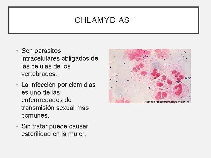 CHLAMYDIAS: • Son parásitos intracelulares obligados de las células de los vertebrados. • La CHLAMYDIAS: • Son parásitos intracelulares obligados de las células de los vertebrados. • La