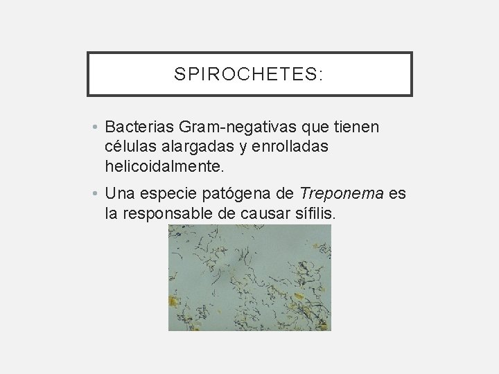 SPIROCHETES: • Bacterias Gram-negativas que tienen células alargadas y enrolladas helicoidalmente. • Una especie SPIROCHETES: • Bacterias Gram-negativas que tienen células alargadas y enrolladas helicoidalmente. • Una especie