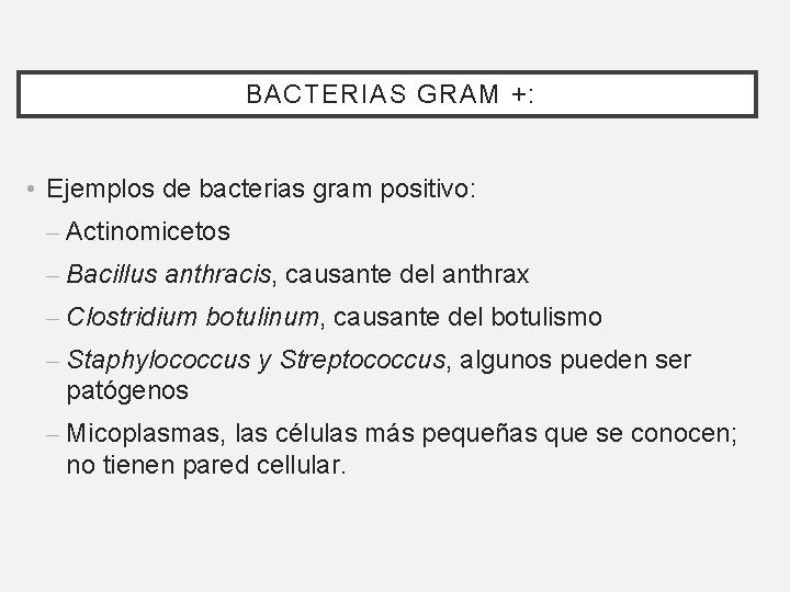 BACTERIAS GRAM +: • Ejemplos de bacterias gram positivo: – Actinomicetos – Bacillus BACTERIAS GRAM +: • Ejemplos de bacterias gram positivo: – Actinomicetos – Bacillus