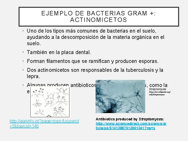 EJEMPLO DE BACTERIAS GRAM +: ACTINOMICETOS • Uno de los tipos más comunes de EJEMPLO DE BACTERIAS GRAM +: ACTINOMICETOS • Uno de los tipos más comunes de