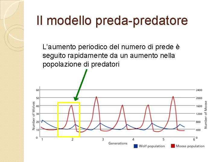 Il modello preda-predatore L’aumento periodico del numero di prede è seguito rapidamente da un