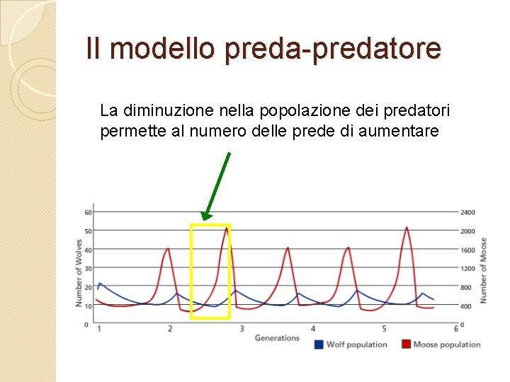 Il modello preda-predatore La diminuzione nella popolazione dei predatori permette al numero delle prede