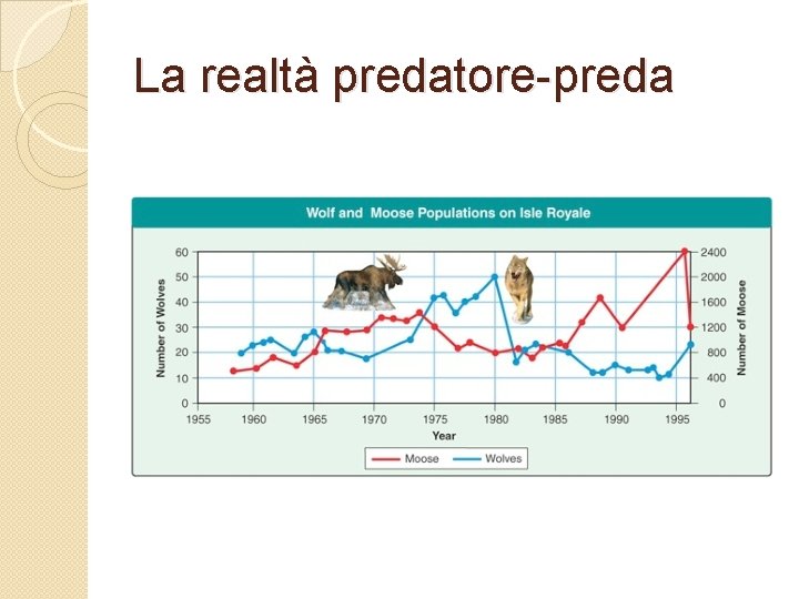 La realtà predatore-preda 