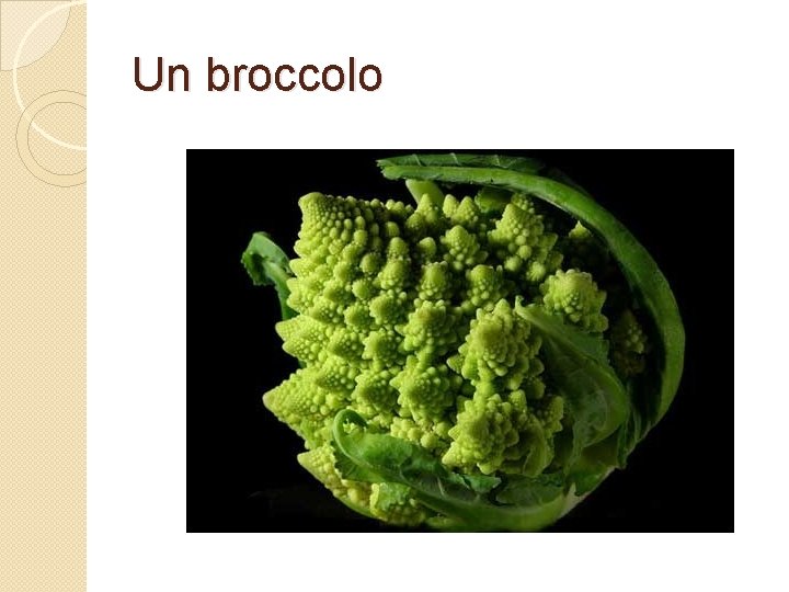 Un broccolo 