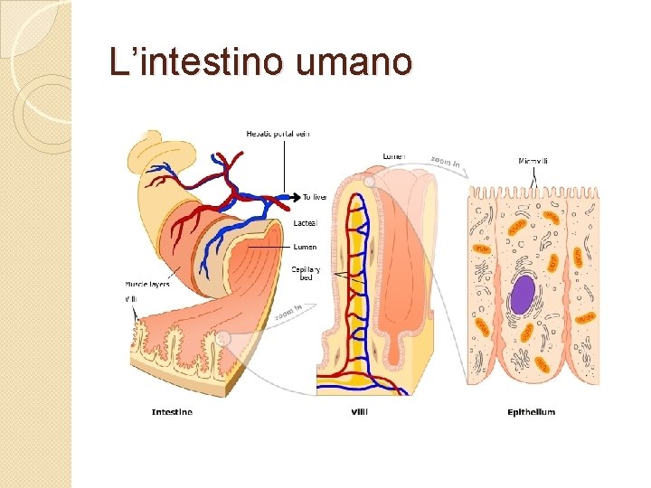 L’intestino umano 