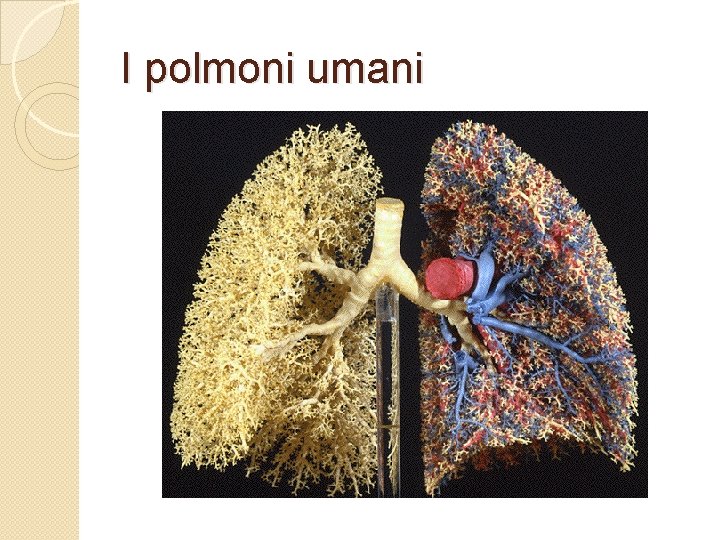 I polmoni umani 