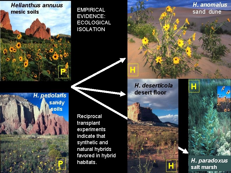 Helianthus annuus mesic soils H. anomalus sand dune EMPIRICAL EVIDENCE: ECOLOGICAL ISOLATION H P