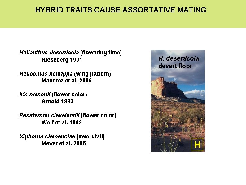 HYBRID TRAITS CAUSE ASSORTATIVE MATING Helianthus deserticola (flowering time) Rieseberg 1991 H. deserticola desert