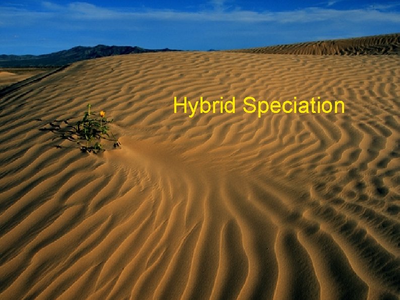 Hybrid Speciation 