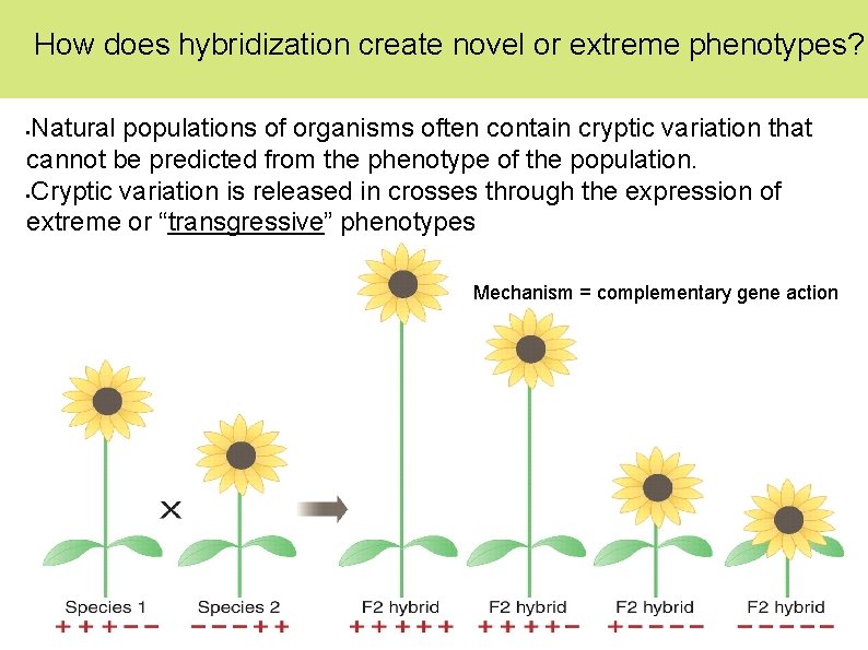 How does hybridization create novel or extreme phenotypes? Natural populations of organisms often contain