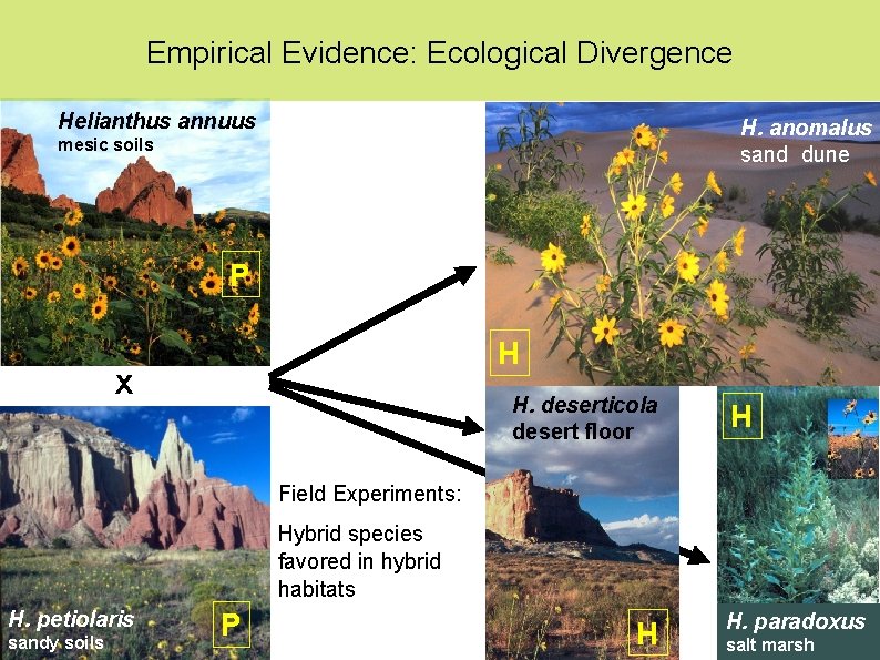 Empirical Evidence: Ecological Divergence Helianthus annuus H. anomalus sand dune mesic soils P H