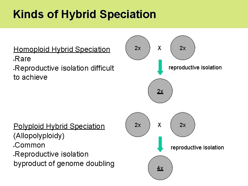 Kinds of Hybrid Speciation Homoploid Hybrid Speciation • Rare • Reproductive isolation difficult to