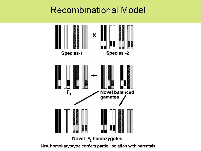Recombinational Model New homokaryotype confers partial isolation with parentals 