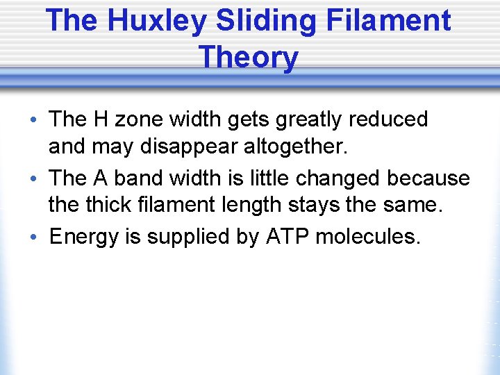 The Huxley Sliding Filament Theory • The H zone width gets greatly reduced and