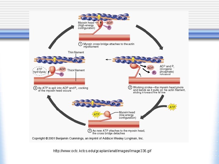 http: //www. octc. kctcs. edu/gcaplan/anat/images/Image 336. gif 