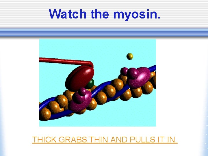 Watch the myosin. THICK GRABS THIN AND PULLS IT IN. 