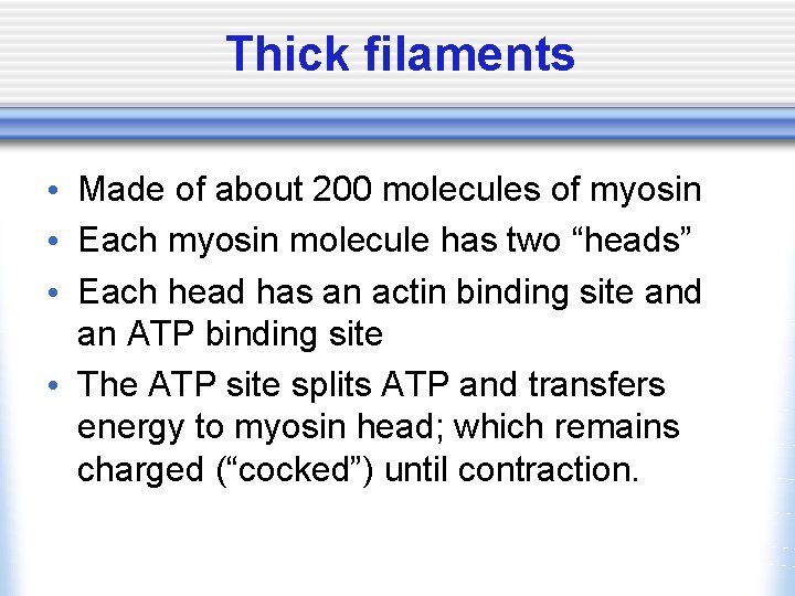 Thick filaments • Made of about 200 molecules of myosin • Each myosin molecule