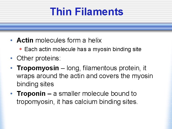 Thin Filaments • Actin molecules form a helix w Each actin molecule has a