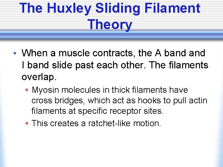 The Huxley Sliding Filament Theory • When a muscle contracts, the A band I