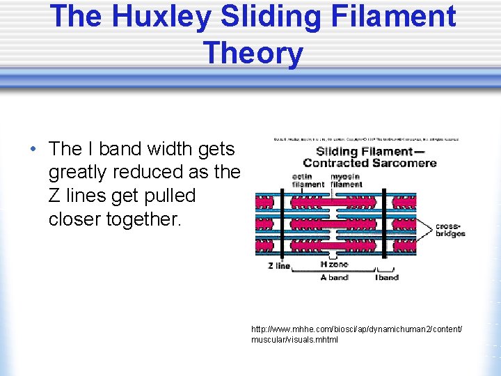 The Huxley Sliding Filament Theory • The I band width gets greatly reduced as