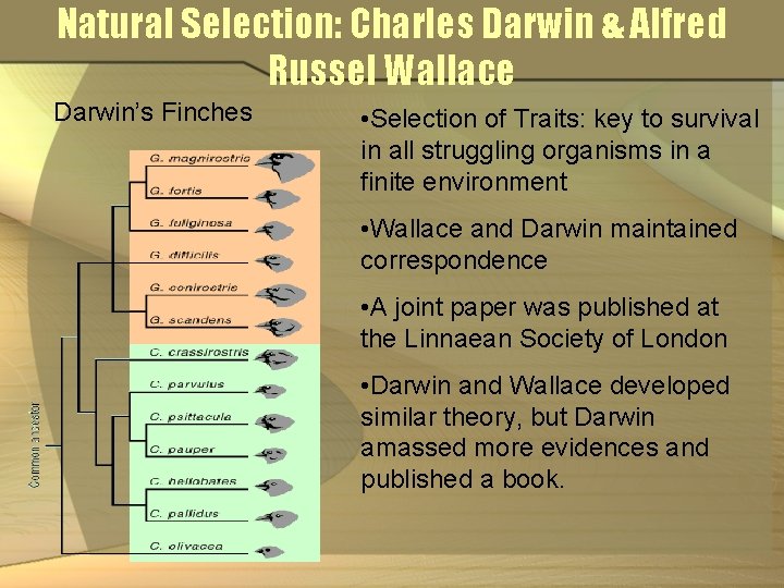 Natural Selection: Charles Darwin & Alfred Russel Wallace Darwin’s Finches • Selection of Traits: