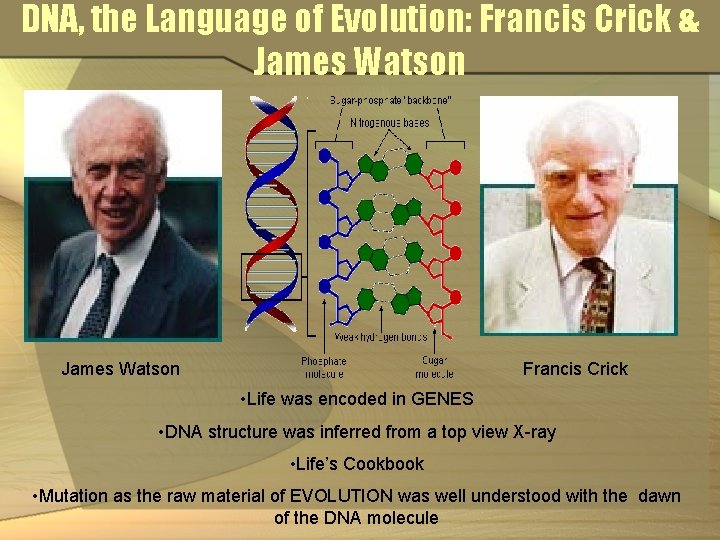 DNA, the Language of Evolution: Francis Crick & James Watson Francis Crick • Life