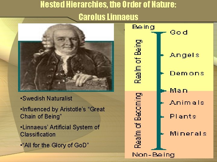 Nested Hierarchies, the Order of Nature: Carolus Linnaeus • Swedish Naturalist • Influenced by