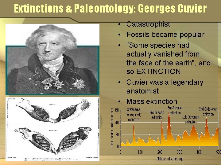 Extinctions & Paleontology: Georges Cuvier • Catastrophist • Fossils became popular • “Some species