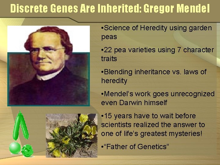 Discrete Genes Are Inherited: Gregor Mendel • Science of Heredity using garden peas •