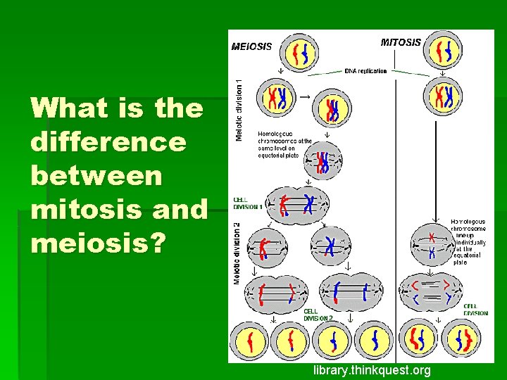 What is the difference between mitosis and meiosis? library. thinkquest. org 