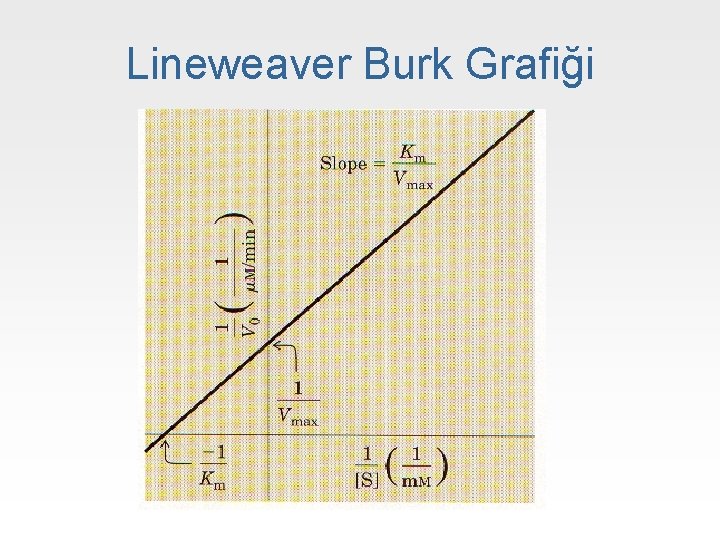 Lineweaver Burk Grafiği 