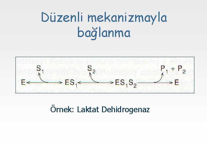 Düzenli mekanizmayla bağlanma Örnek: Laktat Dehidrogenaz 