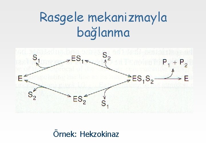 Rasgele mekanizmayla bağlanma Örnek: Hekzokinaz 