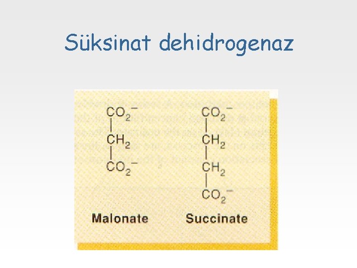 Süksinat dehidrogenaz 
