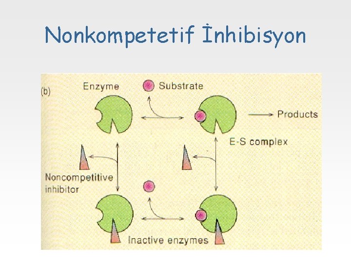Nonkompetetif İnhibisyon 