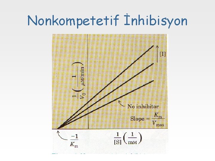 Nonkompetetif İnhibisyon 