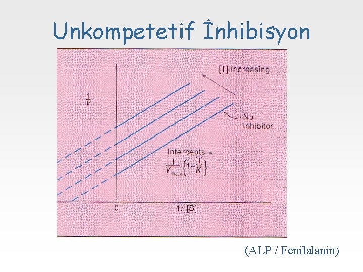 Unkompetetif İnhibisyon (ALP / Fenilalanin) 