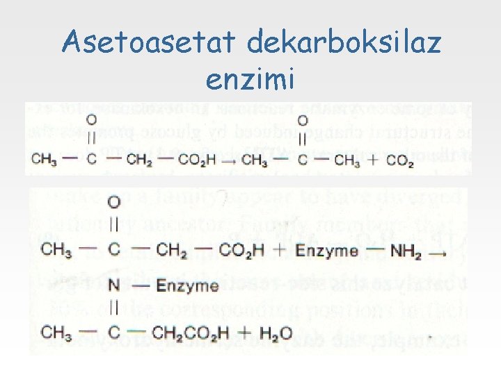 Asetoasetat dekarboksilaz enzimi 