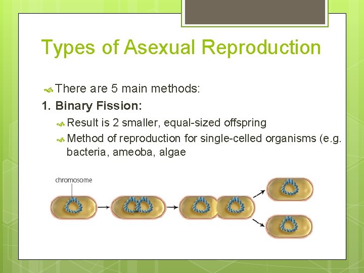 Types of Asexual Reproduction There are 5 main methods: 1. Binary Fission: Result is