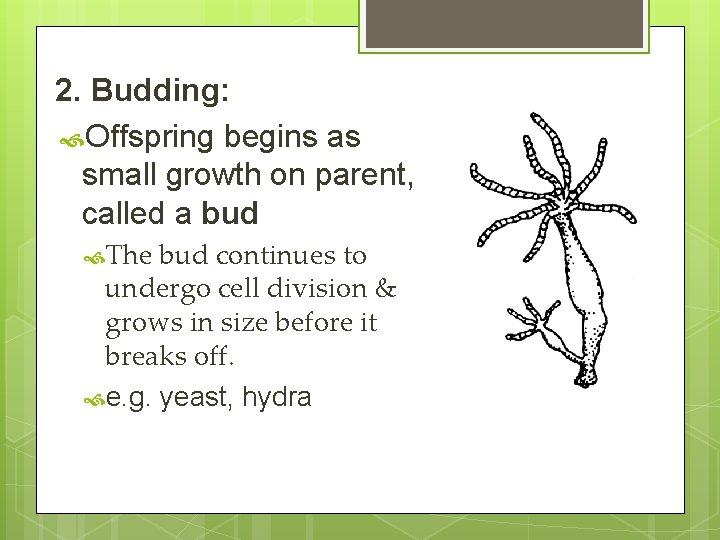 2. Budding: Offspring begins as small growth on parent, called a bud The bud