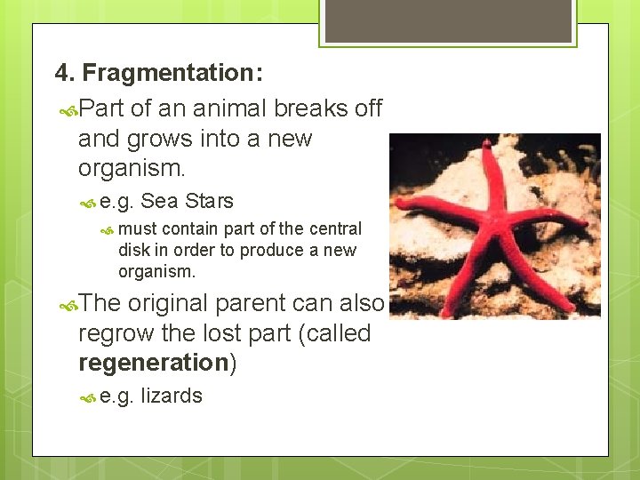 4. Fragmentation: Part of an animal breaks off and grows into a new organism.