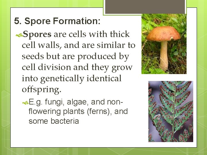 5. Spore Formation: Spores are cells with thick cell walls, and are similar to