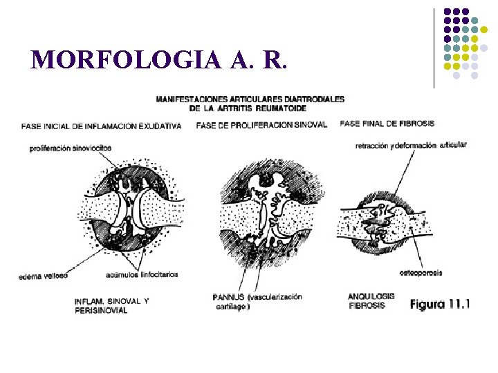 MORFOLOGIA A. R. MORFOLOGIA A. R.